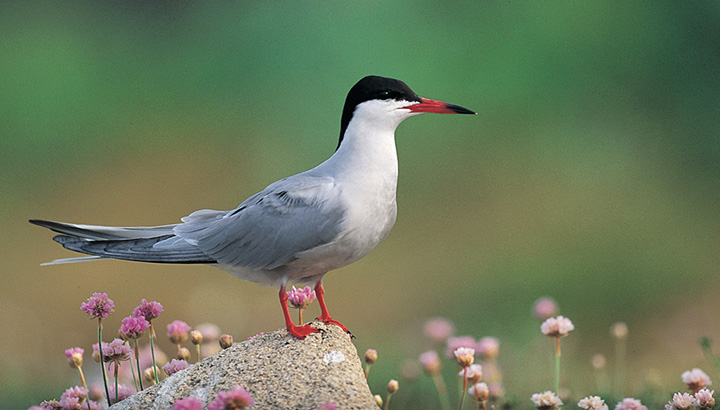 Oiseaux et plantes de la pointe des Minimes